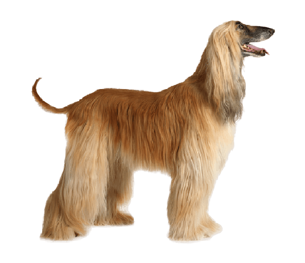 Sighthound Afghan