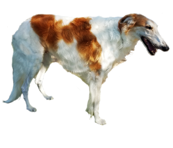 Sighthound Borzoi 1