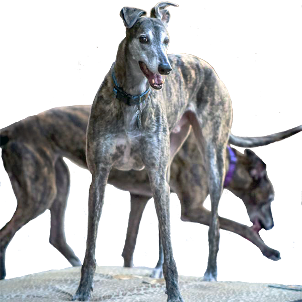 Sighthound Greyhound