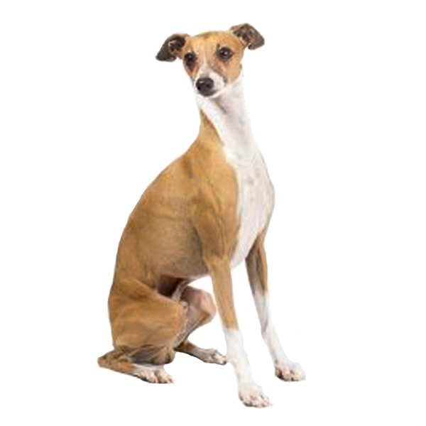 Sighthound ItalianGreyhound 2