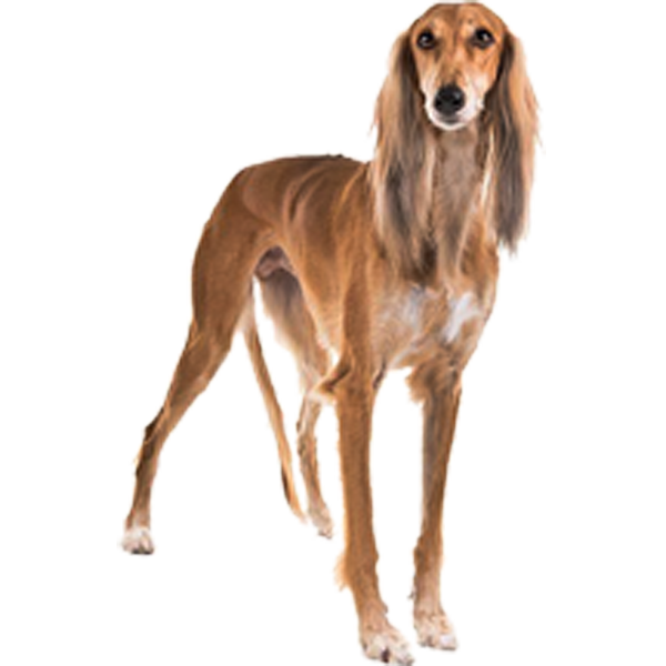 Sighthound Saluki 3