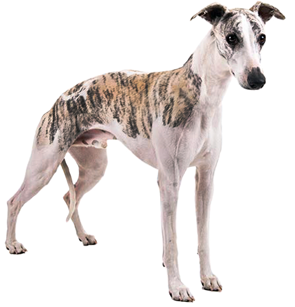 Sighthound Whippet 3 1