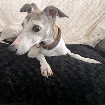 Max the Whippet needs a new foster or a forever home